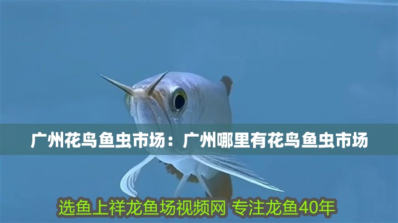 廣州花鳥魚蟲市場：廣州哪里有花鳥魚蟲市場 廣州花鳥魚蟲市場：廣州哪里有花鳥魚蟲市場 魚缸百科