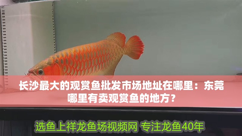 長沙最大的觀賞魚批發(fā)市場地址在哪里：東莞哪里有賣觀賞魚的地方？ 長沙最大的觀賞魚批發(fā)市場地址在哪里：東莞哪里有賣觀賞魚的地方？ 魚缸百科