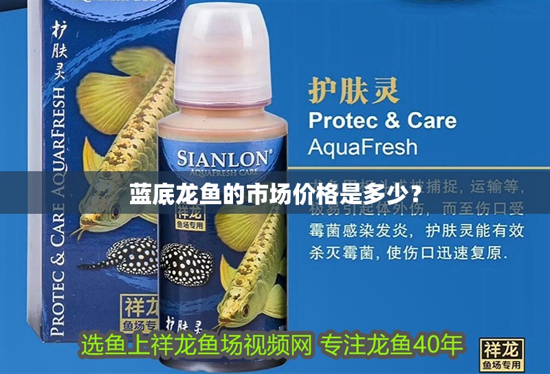 藍底龍魚的市場價格是多少？