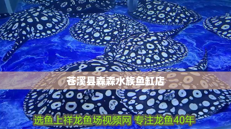 蒼溪縣森森水族魚缸店