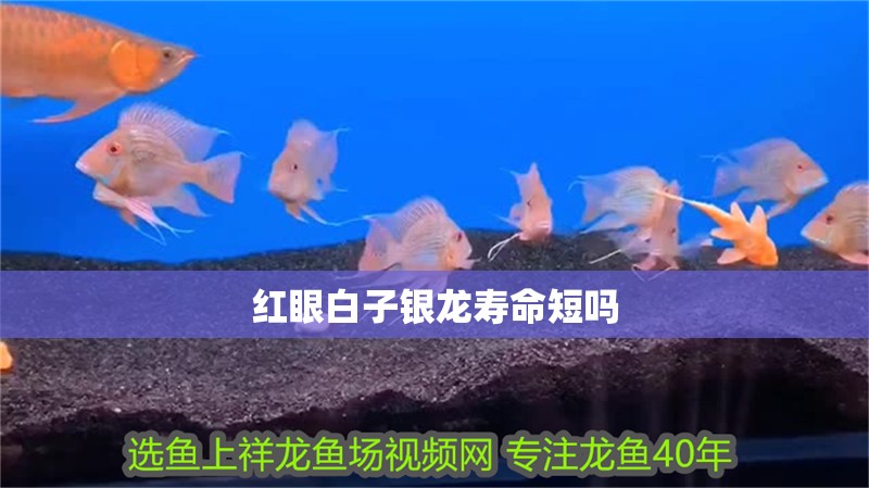 我的虎魚真菌感染了要怎么處理 紅眼白子銀龍壽命短嗎 龍魚論壇 紅眼白子銀龍壽命短嗎 紅眼白子銀龍壽命短嗎 龍魚論壇