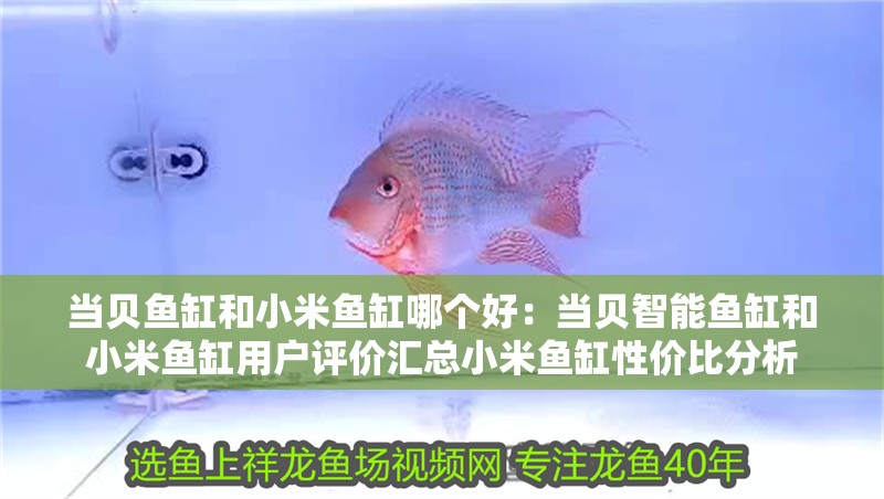 當(dāng)貝魚缸和小米魚缸哪個(gè)好：當(dāng)貝智能魚缸和小米魚缸用戶評價(jià)匯總小米魚缸性價(jià)比分析