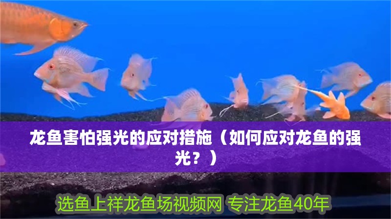 龍魚害怕強光的應對措施（如何應對龍魚的強光？）