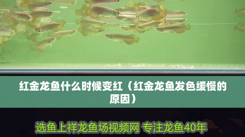 紅金龍魚什么時候變紅（紅金龍魚發(fā)色緩慢的原因）