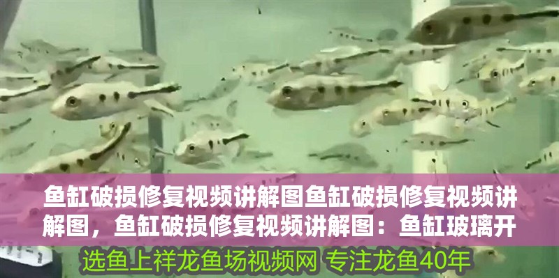 魚缸破損修復視頻講解圖魚缸破損修復視頻講解圖，魚缸破損修復視頻講解圖：魚缸玻璃開裂怎么修復 魚缸破損修復視頻講解圖魚缸破損修復視頻講解圖，魚缸破損修復視頻講解圖：魚缸玻璃開裂怎么修復 魚缸百科