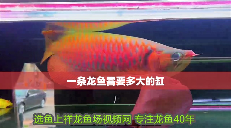 一條龍魚需要多大的缸 一條龍魚需要多大的缸 龍魚百科