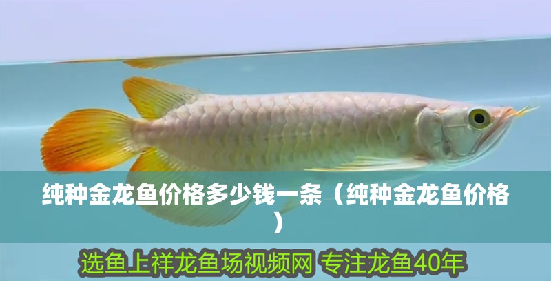 純種金龍魚(yú)價(jià)格多少錢一條（純種金龍魚(yú)價(jià)格）