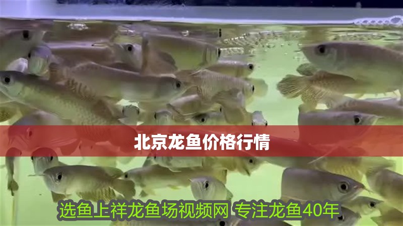 <strong><mark>北京</mark></strong>龍魚價格行情