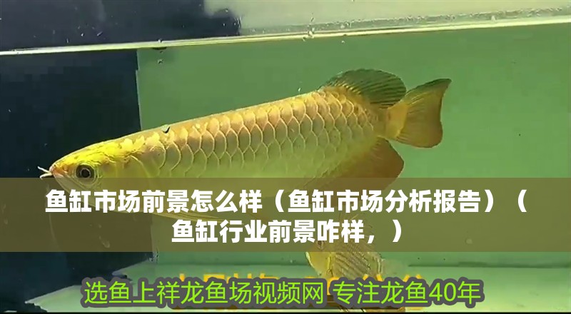 魚缸市場前景怎么樣（魚缸市場分析報告）（魚缸行業前景咋樣，） 魚缸市場前景怎么樣（魚缸市場分析報告）（魚缸行業前景咋樣，） 魚缸百科