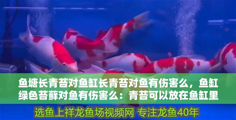 魚塘長青苔對魚缸長青苔對魚有傷害么，魚缸綠色苔蘚對魚有傷害么：青苔可以放在魚缸里嗎？