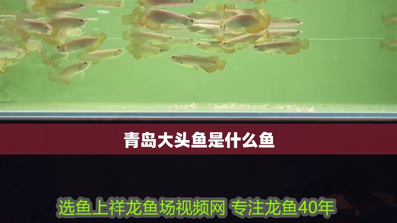 青島大頭魚是什么魚 青島大頭魚是什么魚 龍魚論壇