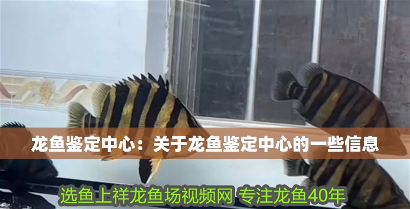 龍魚鑒定中心：關(guān)于龍魚鑒定中心的一些信息