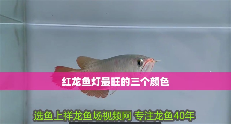 紅龍魚燈最旺的三個(gè)顏色