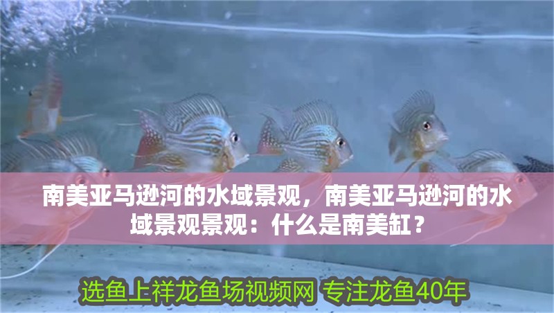 南美亞馬遜河的水域景觀，南美亞馬遜河的水域景觀景觀：什么是南美缸？