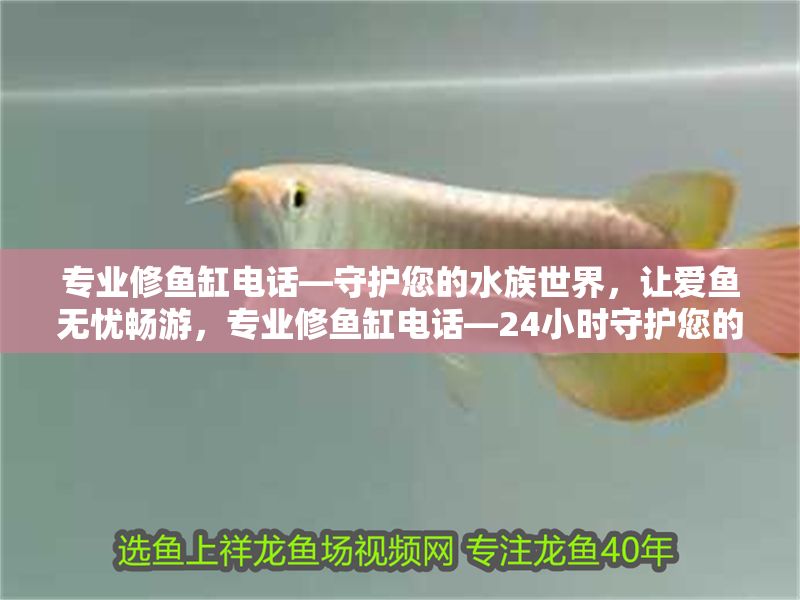 專業修魚缸電話—守護您的水族世界，讓愛魚無憂暢游，專業修魚缸電話—24小時守護您的水族世界，讓愛魚無憂暢游 專業修魚缸電話—守護您的水族世界，讓愛魚無憂暢游，專業修魚缸電話—24小時守護您的水族世界，讓愛魚無憂暢游 龍魚百科 第1張