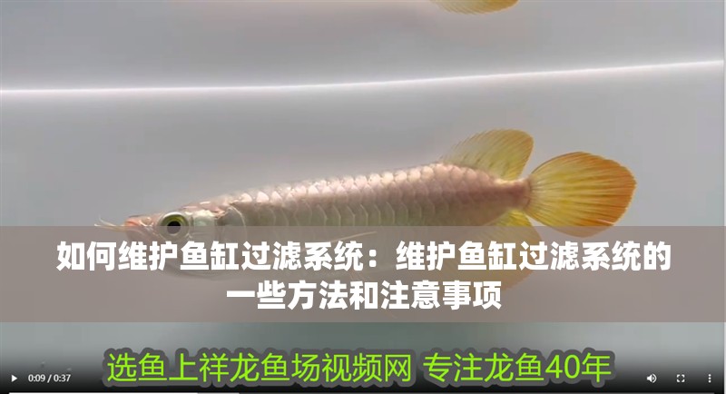 如何維護魚缸過濾系統(tǒng)：維護魚缸過濾系統(tǒng)的一些方法和注意事項