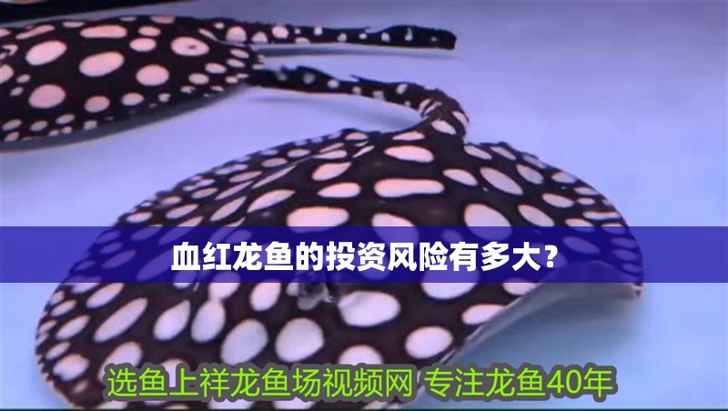 血紅龍魚的投資風險有多大？