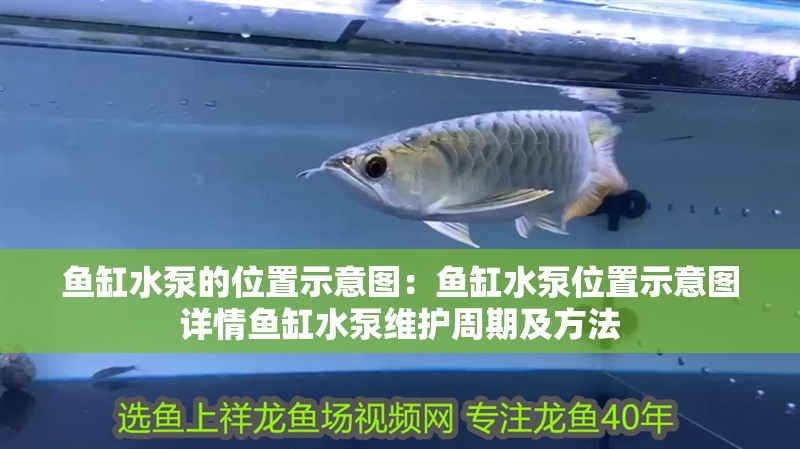 魚缸水泵的位置示意圖：魚缸水泵位置示意圖詳情魚缸水泵維護周期及方法