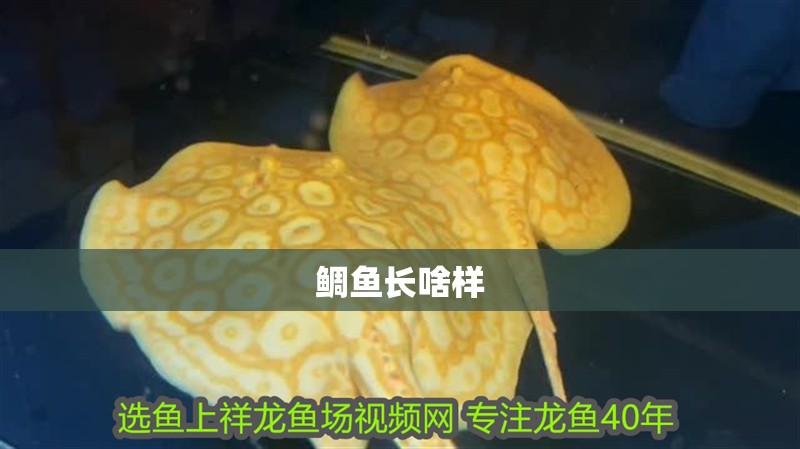 魚缸用增氧泵價格是多少:魚缸增氧機-xtrac增氧機-xtrac增氧機 鯛魚長啥樣 龍魚論壇 鯛魚長啥樣 鯛魚長啥樣 龍魚論壇