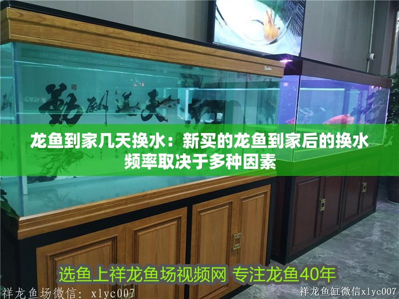 龍魚到家幾天換水：新買的龍魚到家后的換水頻率取決于多種因素