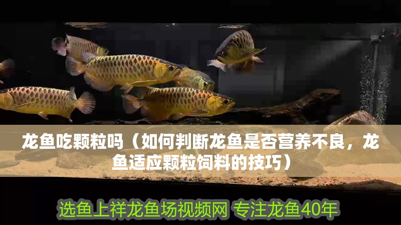 龍魚吃顆粒嗎（如何判斷龍魚是否營養(yǎng)不良，龍魚適應(yīng)顆粒飼料的技巧）