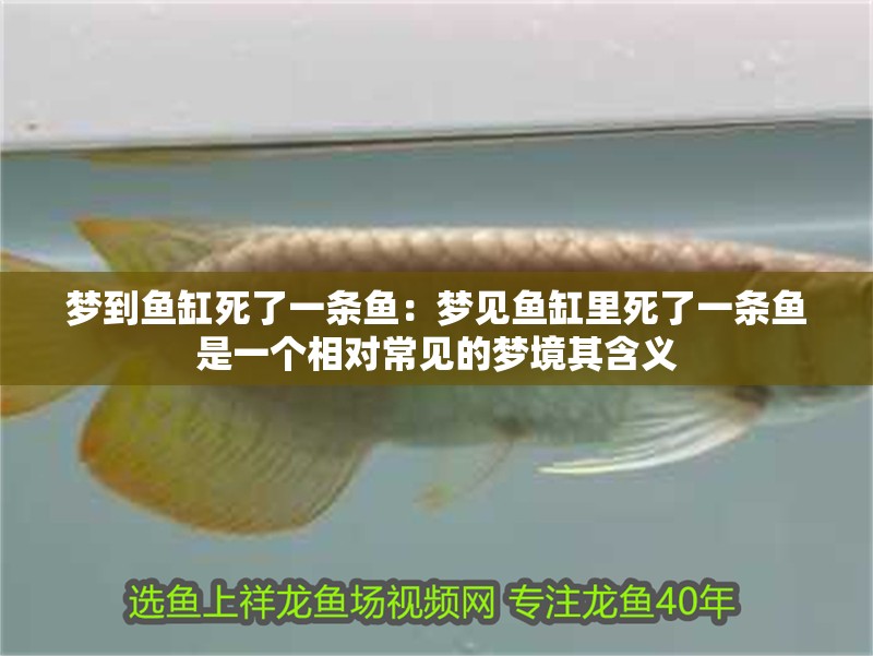 夢到魚缸死了一條魚：夢見魚缸里死了一條魚是一個相對常見的夢境其含義