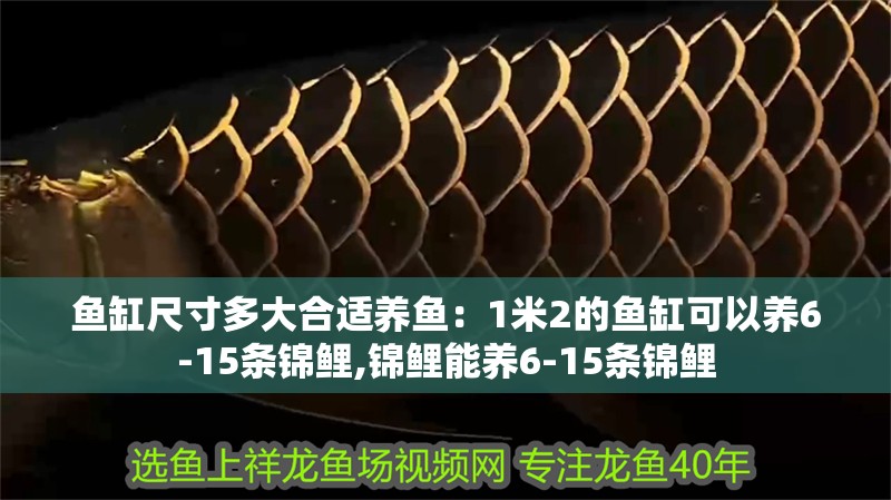 魚缸尺寸多大合適養魚：1米2的魚缸可以養6-15條錦鯉,錦鯉能養6-15條錦鯉