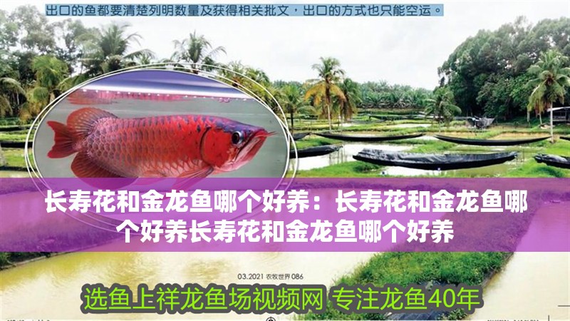 長壽花和金龍魚哪個好養：長壽花和金龍魚哪個好養長壽花和金龍魚哪個好養