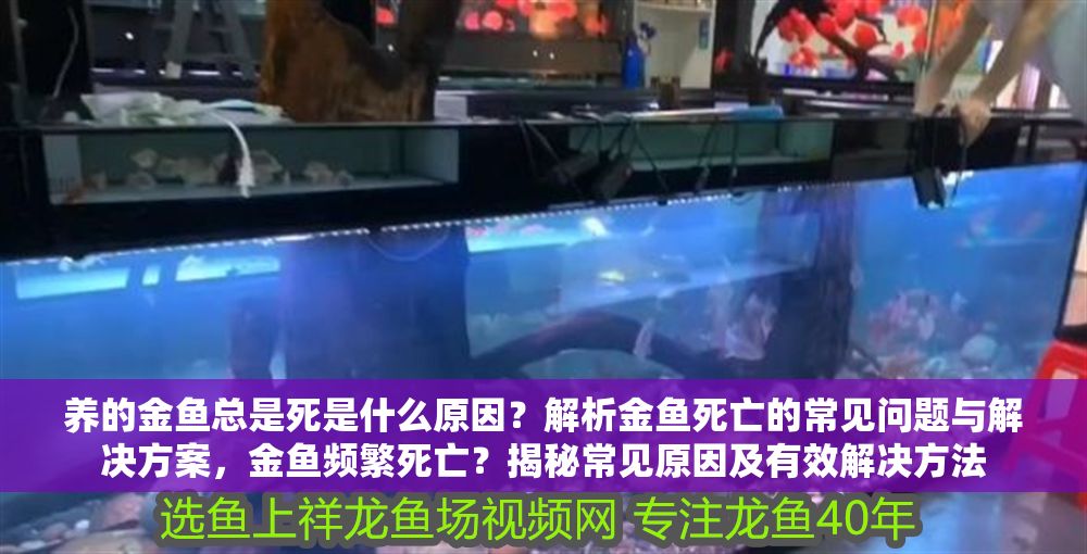 養的金魚總是死是什么原因？解析金魚死亡的常見問題與解決方案，金魚頻繁死亡？揭秘常見原因及有效解決方法