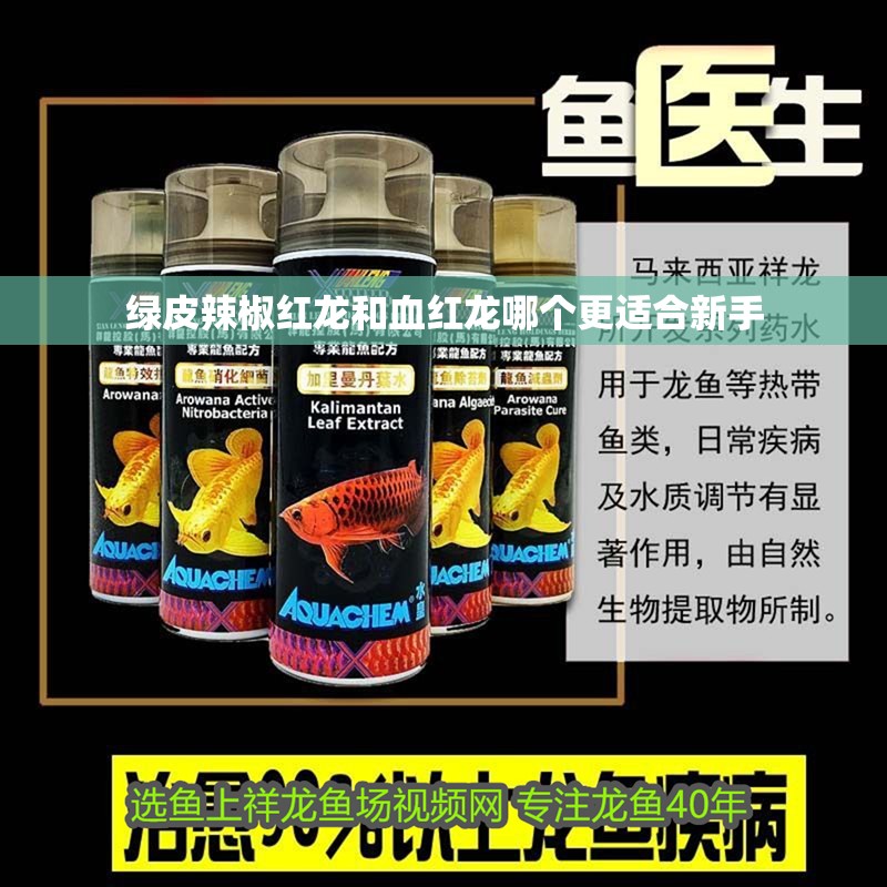綠皮辣椒紅龍和血紅龍哪個更適合新手