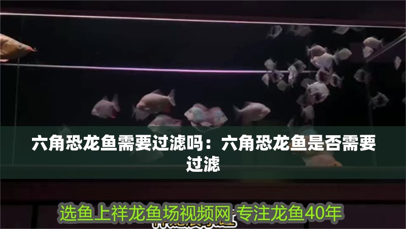 六角恐龍魚需要過濾嗎：六角恐龍魚是否需要過濾