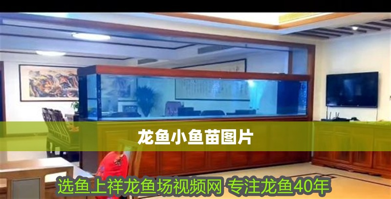 龍魚小魚苗圖片