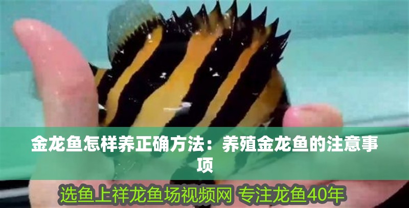 金龍魚怎樣養正確方法：養殖金龍魚的注意事項
