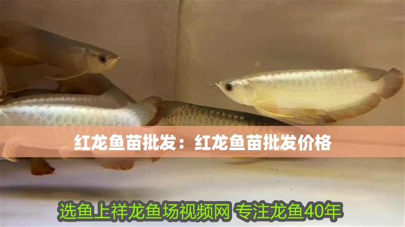 紅龍魚苗批發：紅龍魚苗批發價格