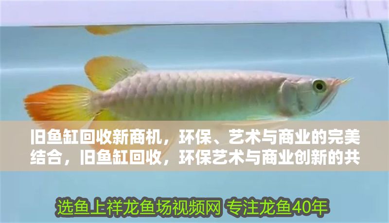 舊魚(yú)缸回收新商機(jī)，環(huán)保、藝術(shù)與商業(yè)的完美結(jié)合，舊魚(yú)缸回收，環(huán)保藝術(shù)與商業(yè)創(chuàng)新的共贏之路 舊魚(yú)缸回收新商機(jī)，環(huán)保、藝術(shù)與商業(yè)的完美結(jié)合，舊魚(yú)缸回收，環(huán)保藝術(shù)與商業(yè)創(chuàng)新的共贏之路 龍魚(yú)百科 第1張