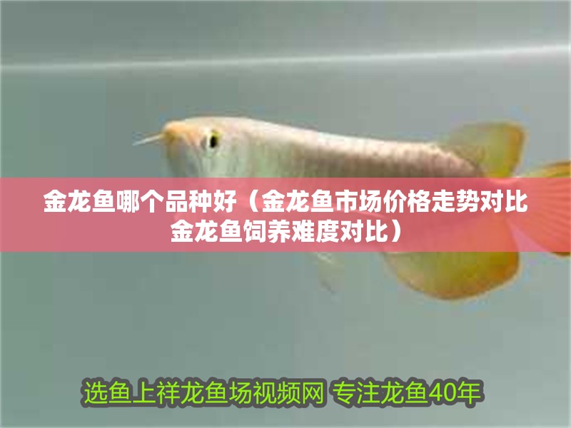 金龍魚哪個品種好（金龍魚市場價格走勢對比金龍魚飼養難度對比）