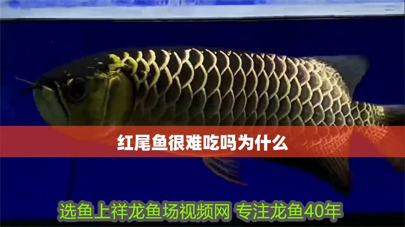 紅尾魚很難吃嗎為什么 紅尾魚很難吃嗎為什么 龍魚論壇