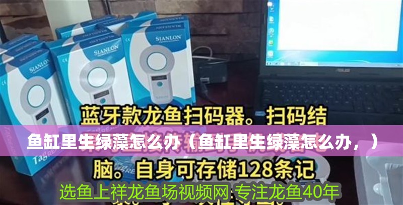 魚缸里生綠藻怎么辦（魚缸里生綠藻怎么辦，）