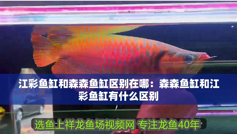 江彩魚缸和森森魚缸區別在哪：森森魚缸和江彩魚缸有什么區別