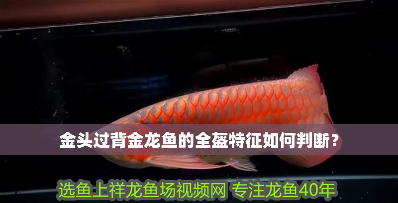 金頭過背金龍魚的全盔特征如何判斷？