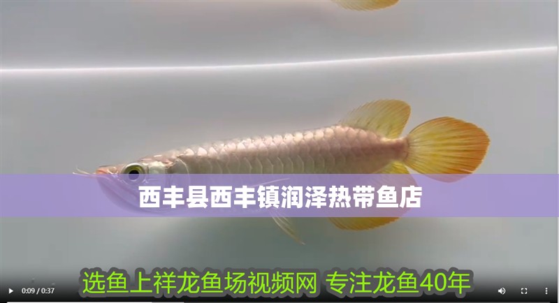 西豐縣西豐鎮潤澤熱帶魚店