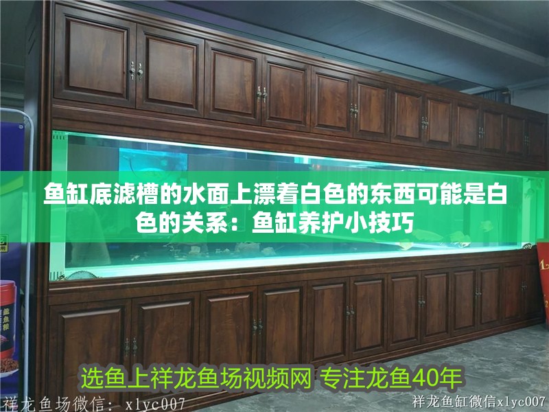 魚缸底濾槽的水面上漂著白色的東西可能是白色的關系：魚缸養護小技巧