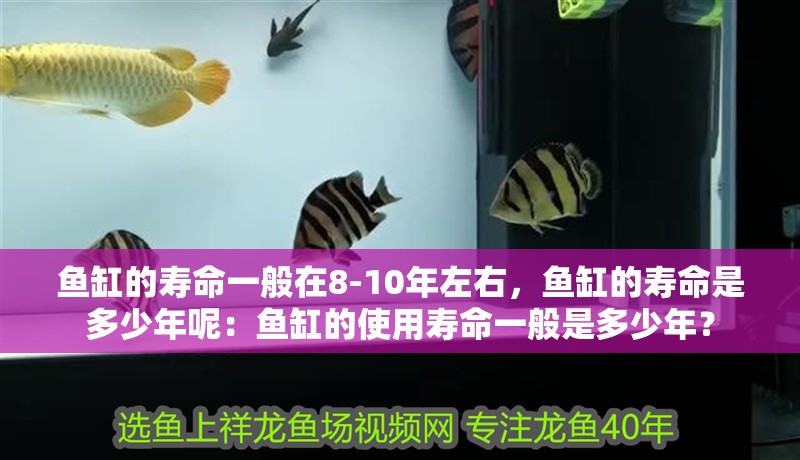 我的虎魚真菌感染了要怎么處理 魚缸的壽命一般在8-10年左右,魚缸的壽命是多少年呢:魚缸的使用壽命一般是多少年? 魚缸百科 魚缸的壽命一般在8-10年左右,魚缸的壽命是多少年呢:魚缸的使用壽命一般是多少年? 魚缸的壽命一般在8-10年左右,魚缸的壽命是多少年呢:魚缸的使用壽命一般是多少年? 魚缸百科