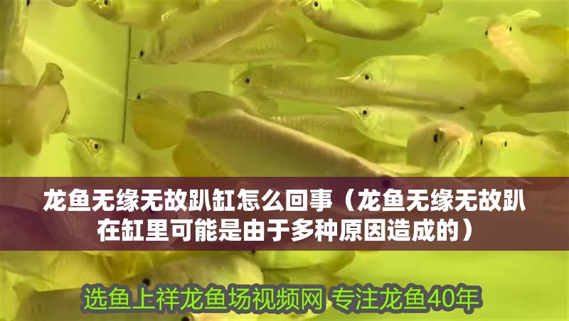 龍魚無緣無故趴缸怎么回事（龍魚無緣無故趴在缸里可能是由于多種原因造成的）