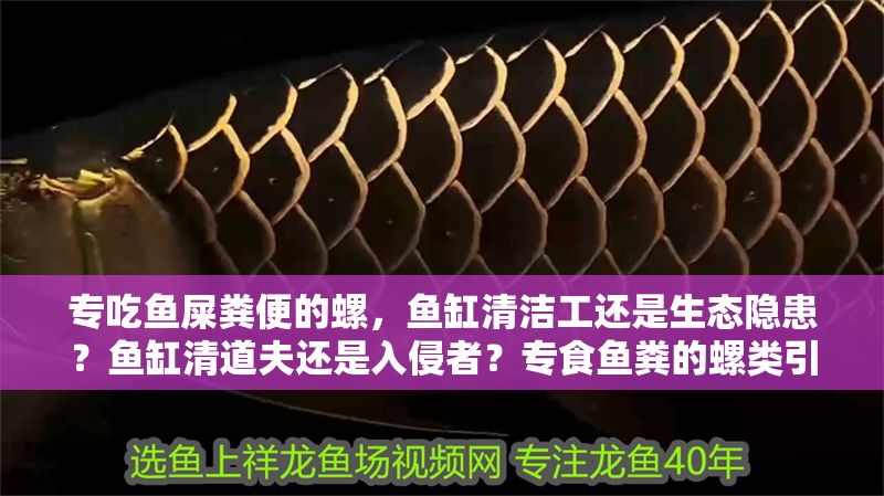 專吃魚屎糞便的螺,魚缸清潔工還是生態(tài)隱患?魚缸清道夫還是入侵者?專食魚糞的螺類引發(fā)生態(tài)爭(zhēng)議 龍魚百科 第1張 專吃魚屎糞便的螺,魚缸清潔工還是生態(tài)隱患?魚缸清道夫還是入侵者?專食魚糞的螺類引發(fā)生態(tài)爭(zhēng)議 專吃魚屎糞便的螺,魚缸清潔工還是生態(tài)隱患?魚缸清道夫還是入侵者?專食魚糞的螺類引發(fā)生態(tài)爭(zhēng)議 龍魚百科 第1張