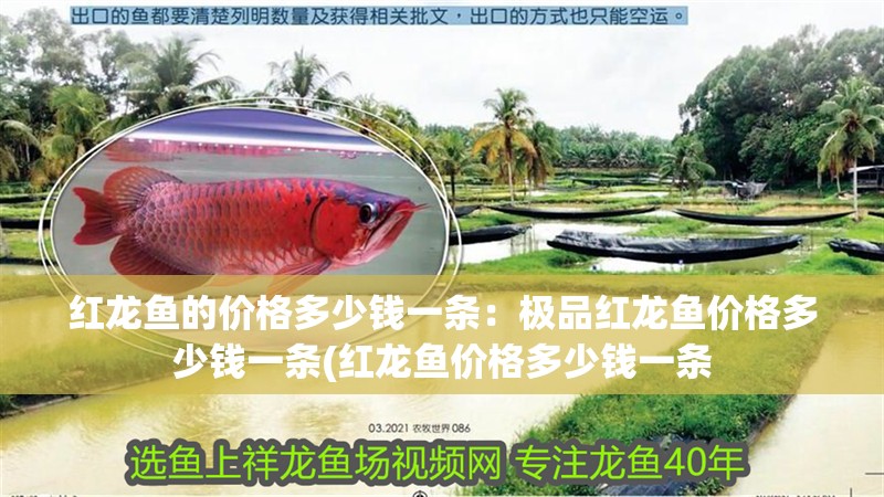 紅龍魚的價格多少錢一條：極品紅龍魚價格多少錢一條(紅龍魚價格多少錢一條