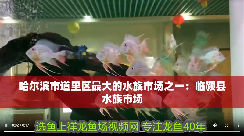 哈爾濱市道里區(qū)最大的水族市場(chǎng)之一：臨潁縣水族市場(chǎng)