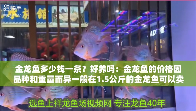 金龍魚多少錢一條？好養(yǎng)嗎：金龍魚的價(jià)格因品種和重量而異一般在1.5公斤的金龍魚可以賣到18萬(wàn)元