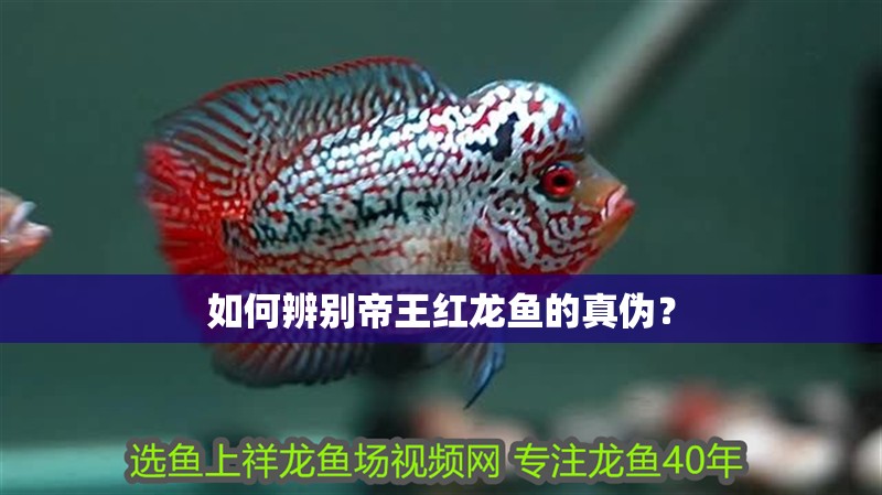 如何辨別帝王紅龍魚的真偽？