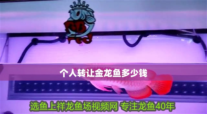 個(gè)人轉(zhuǎn)讓金龍魚多少錢